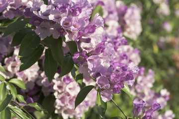bouquet of purple flowers on a background blur