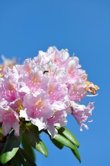 Rhododendron im Frühling