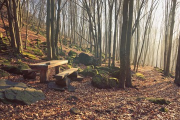 Wooden Bench in Misty Forest with Light Rays Coming Through