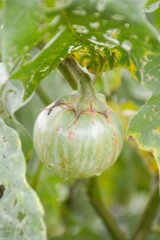 eggplant tree in nature garden