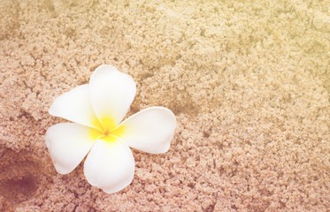 plumeria on soft sand