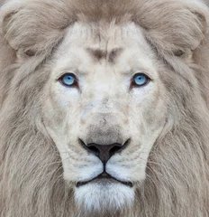 Foto op Plexiglas Witte leeuw met blauwe ogen portret, recht in de camera kijkend © pixel