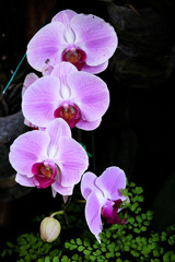 Purple Orchids in the park / Purple orchids blossom in the park