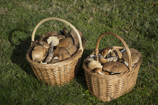 Two baskets full of mushrooms
