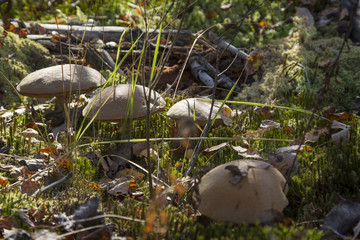 Mushrooms orange-cap boletus in the forest