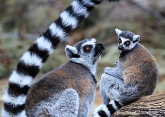 Lemurs with long tail