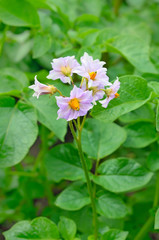The flower of potato plant