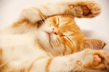 Cute ginger baby cat sleeping