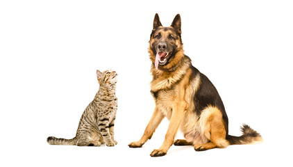 German Shepherd  and funny cat Scottish Straight