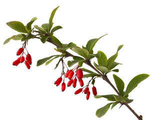 Ripe barberries on branch with green leaves on a white background