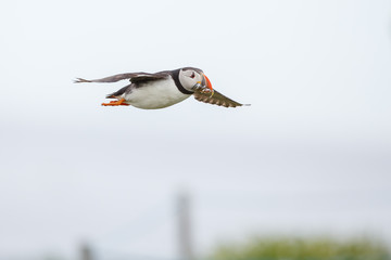Puffin in flight