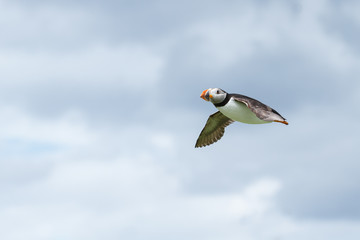Puffin in flight