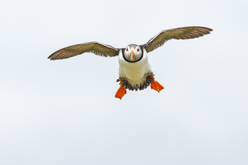 Puffin in flight