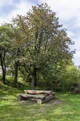 Plain hawthorn (Crataegus monogyna) shrub with fruits, Pancharevo, Bulgaria 