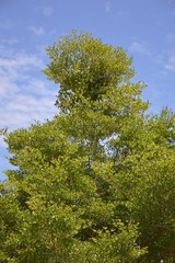 Obraz premium Terminalia ivorentsis leaves in garden , Terminalia ivorentsis chev.