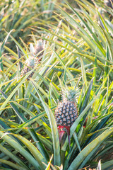 Obraz premium Pine apple in the field