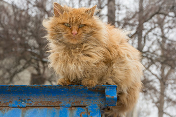 Naklejka na ściany i meble homeless, shaggy golden cat - in winter