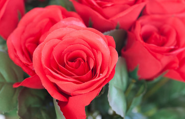 Red roses as Valentine gift