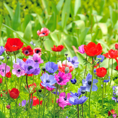 Anemone flowers on field