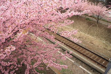 桜と線路