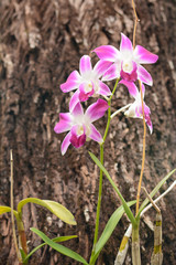 Purple orchid flowers on a tree
