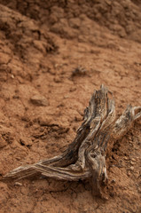 Closeup of wood branch on sand in hot dry desert Tatacoa, Huila