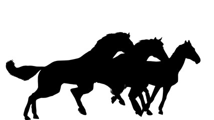 3 horses  © b_susann_k