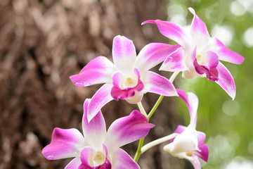 Fototapeta na wymiar Purple orchid flowers on a tree