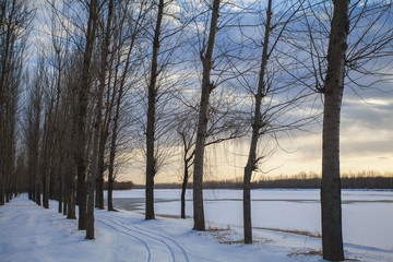 Snow-covered forest