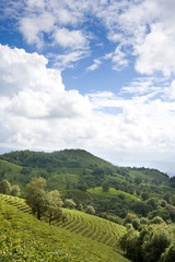 Fototapeta na wymiar Scenic View of Tea Plantation, Yunnan