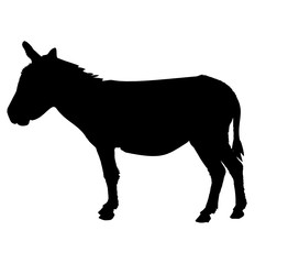 a donkey