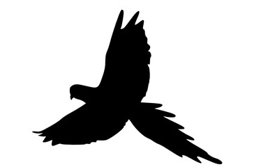 a flying parrot 