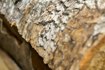 Birch Bark Macro