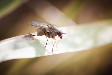 Fly.
