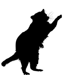 raccoon