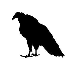vulture, 
