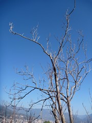 leafless tree in the natural landscape