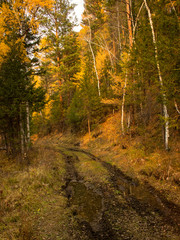 dirt road in autumn forest