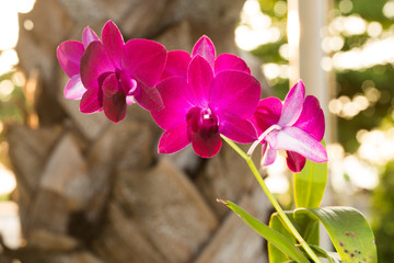 Beautiful pink azalea flowers tropical flowers. Desert roses in the garden Thailand, Phuket