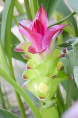 Siam Tulip flower in garden