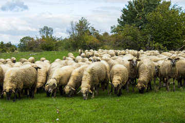 Fototapeta premium sheep