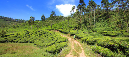 Plantation de thé / Munnar (Inde)