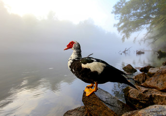 Wild goose sitting on a rock on the shore of a misty mornign river.