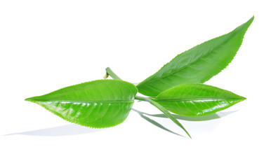 Fototapeta premium green tea leaf isolated on white background