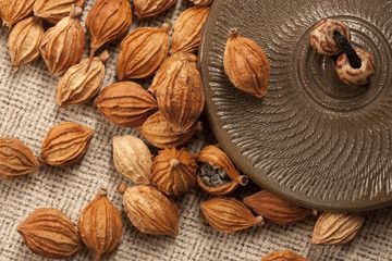 Close-up of Xiangsha