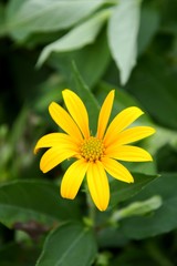 yellow sunchoke flower in garden , Helianthus tuberosus