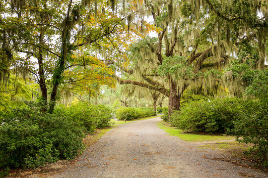 Road with trees overhanging with spanish moss in Southern USA.