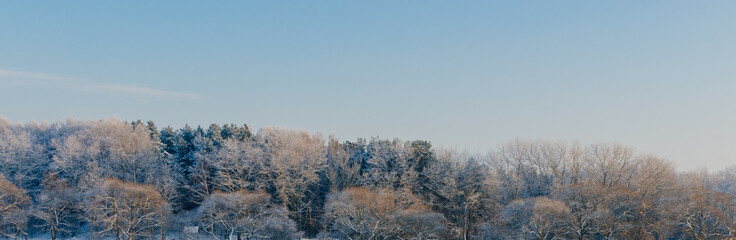 Winter Forest Landscape