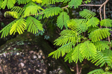 Galhos de árvore e rochas.