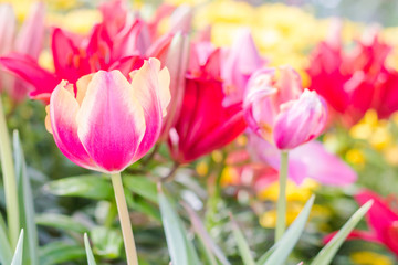 Obraz na płótnie Canvas Beautiful Tulips Flower in The Garden